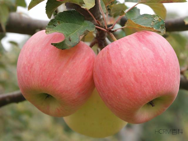 八桂行APP怎么下载？苹果设备上如何操作？-第2张图片-HCRM百科
