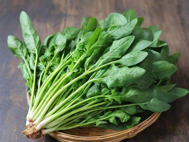 哪些野菜可以食用?-第2张图片-HCRM百科 哪些野菜可以食用?-第2张图片-HCRM百科