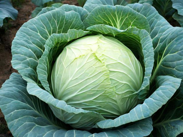 白菜叶算生活垃圾吗?-第1张图片-HCRM百科 白菜叶算生活垃圾吗?-第1张图片-HCRM百科