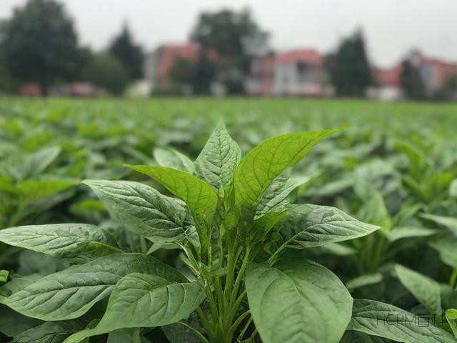 苋菜清欢展现的是何种烟火生活？-第1张图片-HCRM百科