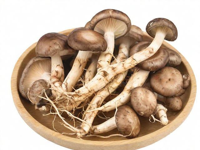 生活圈中,香菇根有哪些独特用法?-第1张图片-HCRM百科 生活圈中,香菇根有哪些独特用法?-第1张图片-HCRM百科