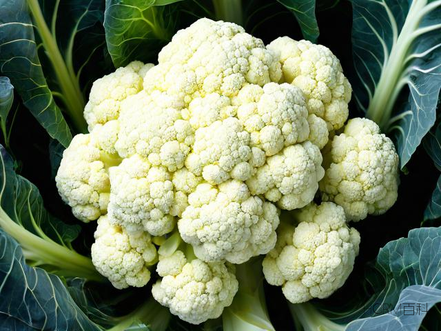 彩色花椰菜生活,这种多彩蔬菜如何丰富我们的日常饮食?-第1张图片-HCRM百科 彩色花椰菜生活,这种多彩蔬菜如何丰富我们的日常饮食?-第1张图片-HCRM百科
