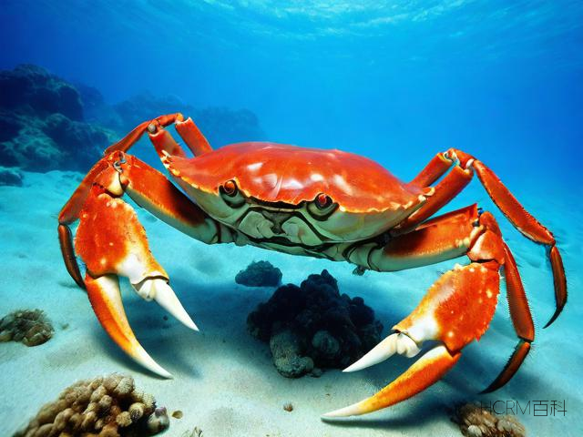 黄油蟹是否生活在海里?-第2张图片-HCRM百科 黄油蟹是否生活在海里?-第2张图片-HCRM百科