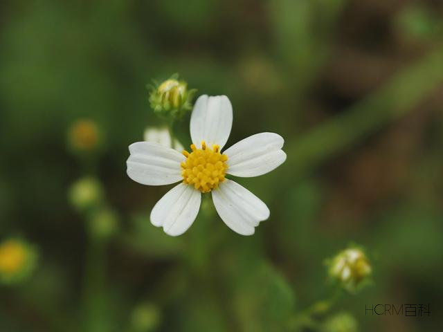 什么是轻轻的小花?怎么写轻轻的小花?-第1张图片-HCRM百科 什么是轻轻的小花?怎么写轻轻的小花?-第1张图片-HCRM百科