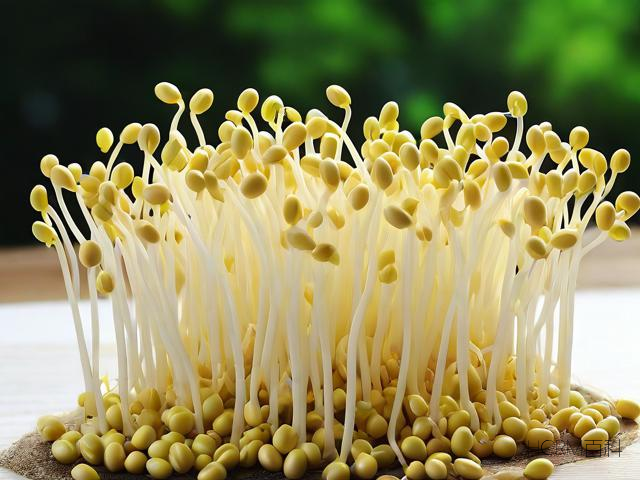 黄豆芽的生活是怎样的?-第1张图片-HCRM百科 黄豆芽的生活是怎样的?-第1张图片-HCRM百科