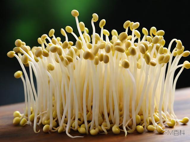 黄豆芽的生活是怎样的?-第2张图片-HCRM百科 黄豆芽的生活是怎样的?-第2张图片-HCRM百科